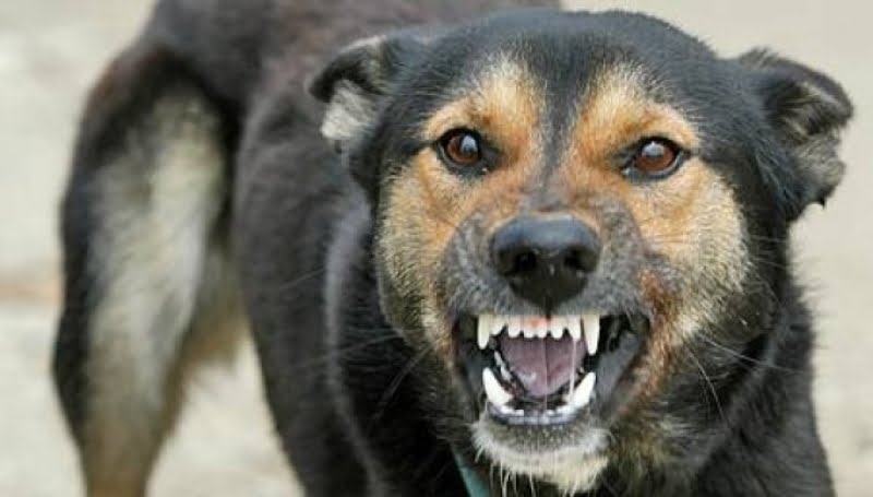 Un bărbat a fost sfâșiat de șase câinii, lăsați nesupravegheați, într-un sat de lângă Lugoj